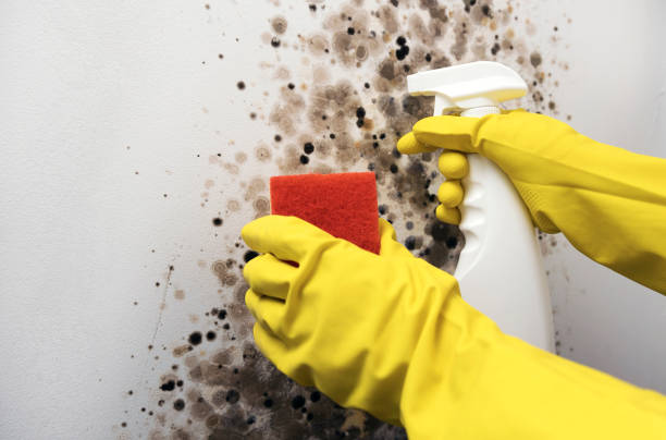 Best HVAC Mold Remediation in Radcliff, KY