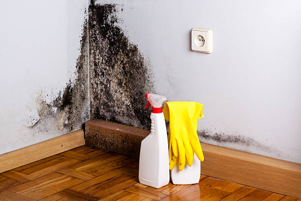 Best Post-Flood Mold Remediation in Radcliff, KY